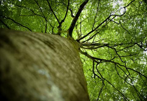 L'arbre qui cache la forêt