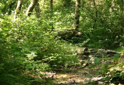 Brocéliande autrement
