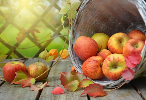 Trésors de haute Bretagne, cache Pomme de Reinette et Pomme d'Api