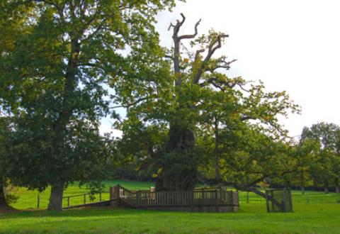 Sur les traces de Merlin